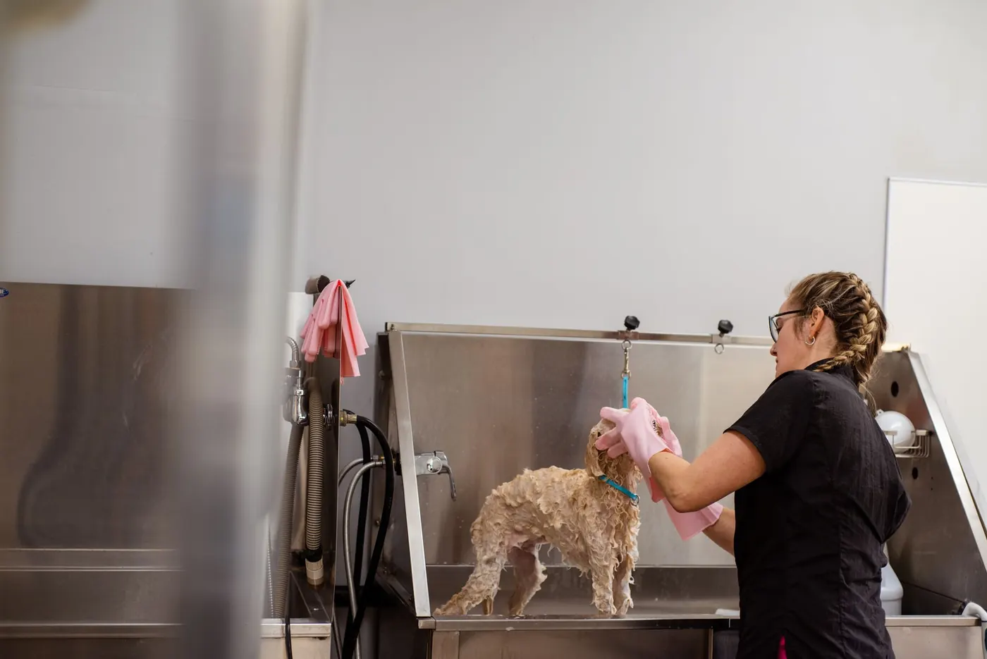 SEO for Pet Shops and Pet Care Businesses: Local Guide